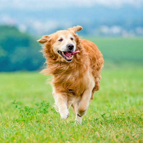 Blogs about physical well being for your pet - VetoquinolPet
