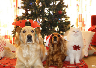 Christmas Pet Safety - Dogs and Cats