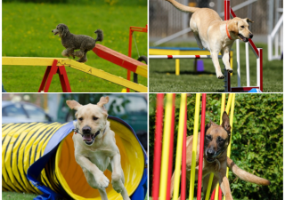 tips on getting started with dog agility