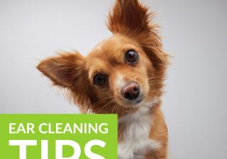 Ear Cleaning Top Tips